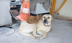 Köpek ve kediden örnek dostluk