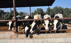 Süt üreticilerine inek desteği