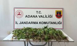 Adana'da 2 bin 55 kök Hint keneviri ele geçirildi