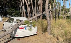 Phaselis Antik Kenti'nde devrilen ağaç otomobilde hasara neden oldu