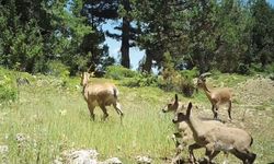 Burdur'daki yaban keçileri üremeye başladı