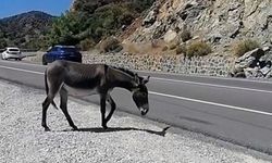 Muğla'nın başıboş eşekleri: trafiğe tehlike oluşturan doğanın uyum süreci