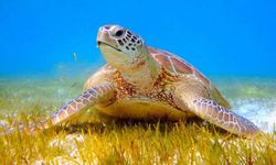 İztuzu Plajı'nda caretta caretta rekoru: Yılın yarıyılında 700 yuvalama