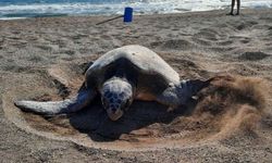 İztuzu Plajı'nda caretta carettaların yuvalama alanları 700'e ulaştı