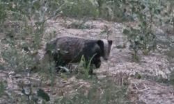 Muğla'nın gizemli ormanlarında nesli tükenmekte olan porsuk ilk kez görüntülendi