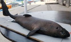 Alanya'da, nadir görülen 'Ninja Lanternshark' köpek balığı yakalandı