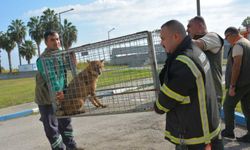 Tarsus Doğa Parkı: Yaralı hayvanlar için umut noktası