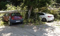 Antalya'da 2 asırlık çınar ağacı kırılarak 5 aracın üzerine düştü