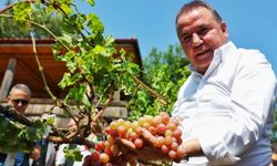 Uluslararası Food Fest Antalya Gastronomi Festivali'nde 'Mor Üzüm' coşkusu