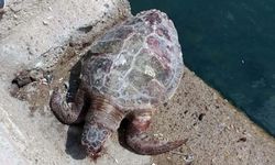 Muğla, Bodrum'da caretta caretta ölüsü bulundu