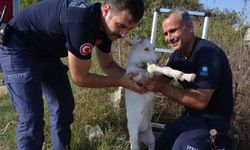 Antalya'da oğlağı kuyudan itfaiye ekipleri kurtardı