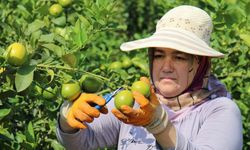 Türkiye’nin limon başkenti Erdemli yeni sezonu karşılıyor