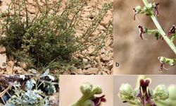 Antalya'da yeni keşfedilen bitkiye, doğa aktivistleri çiftin ismi verildi
