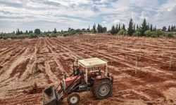 Kepez Belediyesi 30 bin zeytin fidanı dikecek