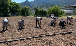 Çandır fasulyesi çiftçiye kazandıracak