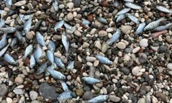 Ölü balıklar, Konyaaltı Sahili'ne vurdu
