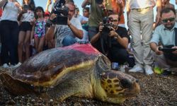 Caretta caretta ‘Lara’ 15 ayda 3 bin kilometre yol katetti