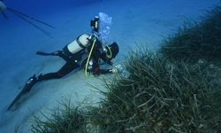 Deniz çayırları yok olma tehlikesi ile yüz yüze