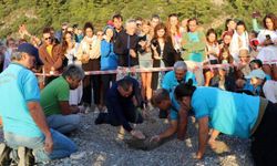 Çıralı Sahili'nde caretta caretta sezonu başarılı bir şekilde tamamlandı