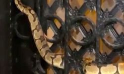 Antalya'da bahçe kapısına sıkışan 1,5 metrelik yılan kurtarıldı