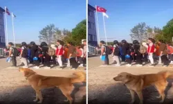 İstiklal Marşı'na eşlik eden köpek sosyal medyada viral oldu