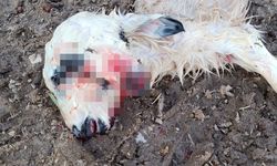  Tunceli’de çift başlı kuzu şaşkınlık yarattı