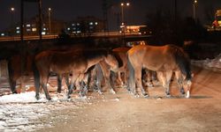 Yaylada aç kalan yılkı atları şehir merkezine indi