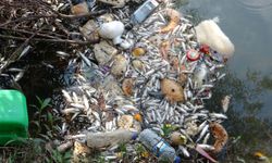 Antalya'da endişe veren toplu balık ölümleri