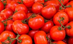 Antalya domates üretiminde rekor kırdı!