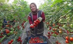 Mersin'de domates hasadı başladı! Yerinde 24 liradan alıcı buluyor