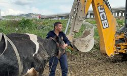 Su kanalına düşen ineğin imdadına itfaiye yetişti