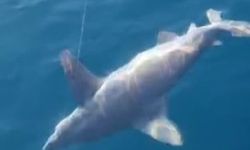 Devasa köpekbalığı Antalya’da balıkçıkların oltasına takıldı