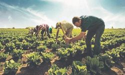 Gübre maliyeti yüzde 63,56 arttı, üretici maliyet baskısı altında