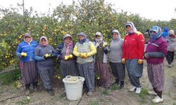 Aksaraylıların C vitamini Silifke'den! 20 ton limon ücretsiz dağıtılacak