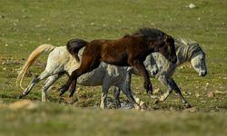 Eynif Yaylası'ndaki atlar, görenleri eşsiz güzelliğiyle büyülüyor