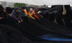 Trabzon’dan kötü haber! Balıkçılar erken ‘Paydos’ dedi