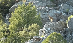 Toros Dağları’ndaki yaban keçileri görüntülendi