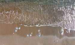 Bayram öncesi Antalya sahillerinde denizanası yoğunluğu yaşanıyor