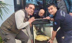 Antalya’da panik anları! Dev yılan apartman dairesine girdi