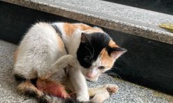 Kedi, Devlet Hastanesinde doğum yaptı