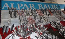 Antalya’da güncel balık fiyatları… Hamsi, levrek, istavrit, çipura...