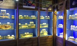 Antalya Deniz Biyolojisi Müzesi boşaltılıyor! Seçim gecesinin sabahı tahliye yazısı...