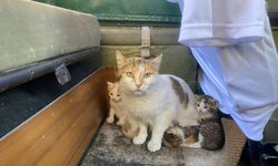 Antalya'da özel cip kedilerin yuvası oldu