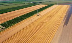 Adana’da buğday hasadı… Çiftçi fiyatların açıklanmasını bekliyor!