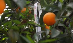 Antalya Kumluca’da portakalın pabucu dama atılabilir! Bu ürünlerin getirisi çok fazla