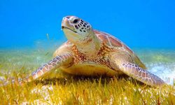 Antalya’da yaralanan deniz kaplumbağası otel çalışanları sayesinde yaşama tutundu