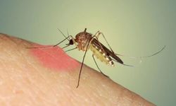 Antalya Nisan ayında sinek istilasına uğradı! Gece uykusu haram oldu…