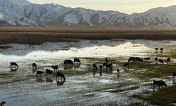 Türkiye'nin 'Serengeti'sinden harika görüntüler