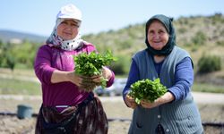 Bu fideleri diken gülüyor, yiyen ağlıyor! Tescilli biberin dikimi başladı