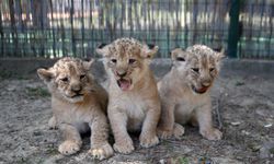 Antalya'nın yavru aslanları: Icardi, Mertens, Ziyech
